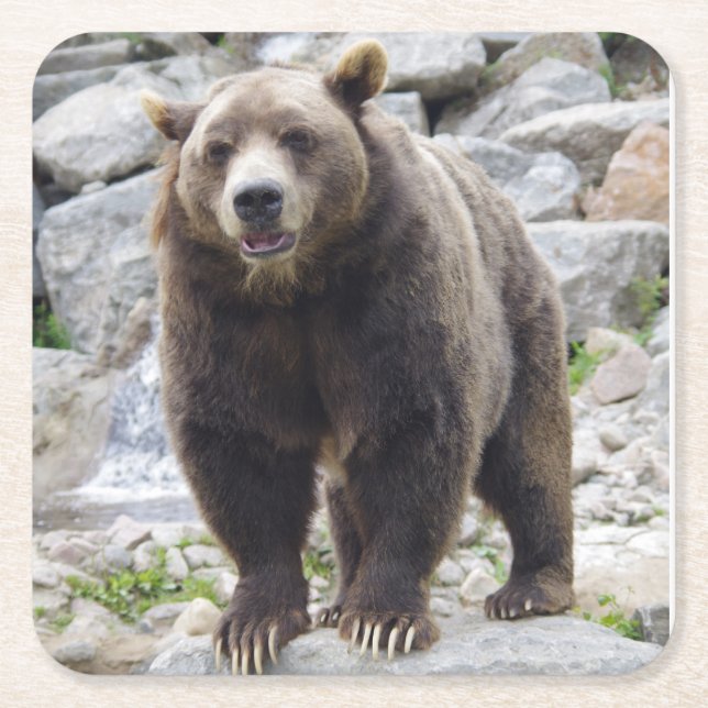 Posavasos Cuadrado De Papel El oso Kodiak de pie en una roca (Anverso)