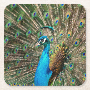 Posavasos Cuadrado De Papel El pavo real azul