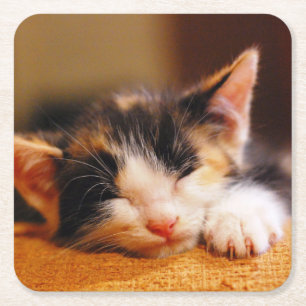 Posavasos Cuadrado De Papel El pequeño dormir del gatito