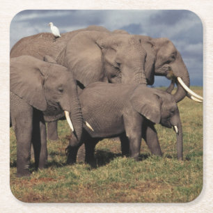 Posavasos Cuadrado De Papel Elefante africano bebé con familia