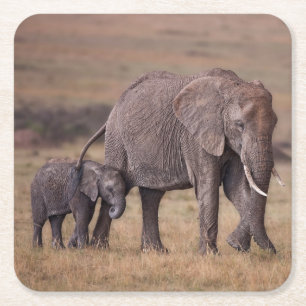 Posavasos Cuadrado De Papel Elefante africano con cría