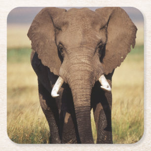Posavasos Cuadrado De Papel Elefante africano de sabana