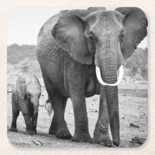 Posavasos Cuadrado De Papel Elefante africano y becerros el   Kenia, África