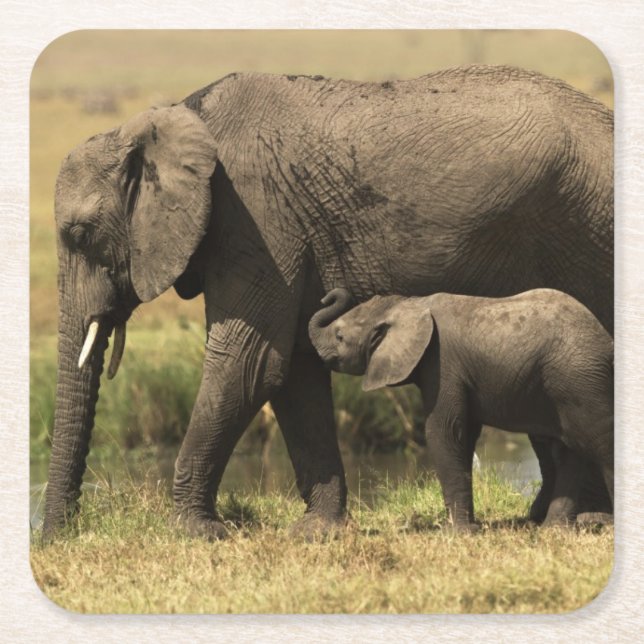 Posavasos Cuadrado De Papel Elefantes africanos (Anverso)
