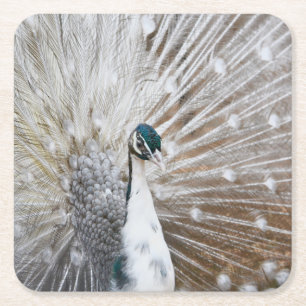 Posavasos Cuadrado De Papel Elegante Albino Peacock