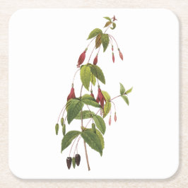 Posavasos Cuadrado De Papel escarlata fuchsia (Fuchsia coccinea) de Redouté