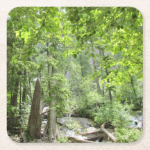 Escena mágica del bosque verde.