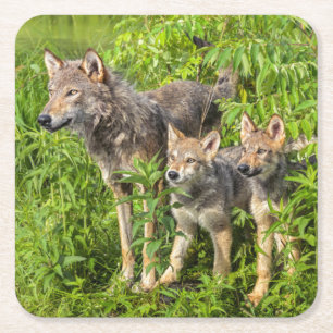 Posavasos Cuadrado De Papel Estados Unidos, Minnesota, Sandstone, Vida silvest