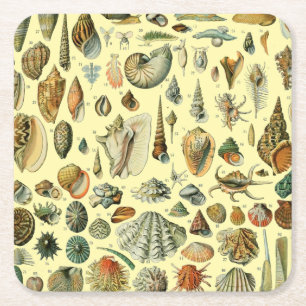 Posavasos Cuadrado De Papel Estampa vintage de conchas de Adolphe Millot Coste