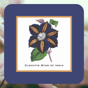 Posavasos Cuadrado De Papel Estrella Clematis del Ilustracion Botánico de la I