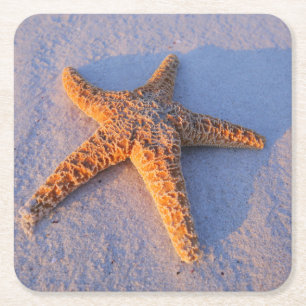 Posavasos Cuadrado De Papel Estrellas de mar en la arena blanca