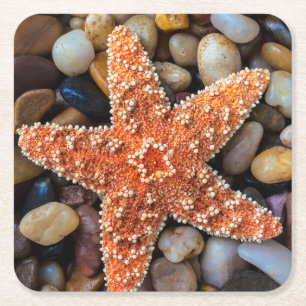 Posavasos Cuadrado De Papel Estrellas de mar en rocas