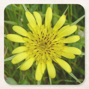 Posavasos Cuadrado De Papel F9 Yellow Wildflower Goats-Beard