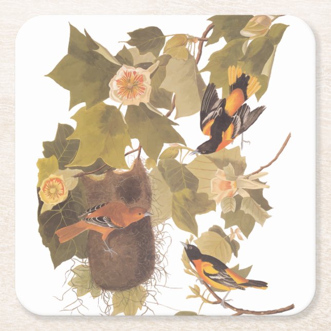 Posavasos Cuadrado De Papel Familia Baltimore Oriole Audubon con nido (Anverso)