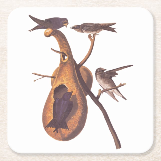 Posavasos Cuadrado De Papel Familia Pájaro Morple Martin Audubon y hogar Gourd (Anverso)