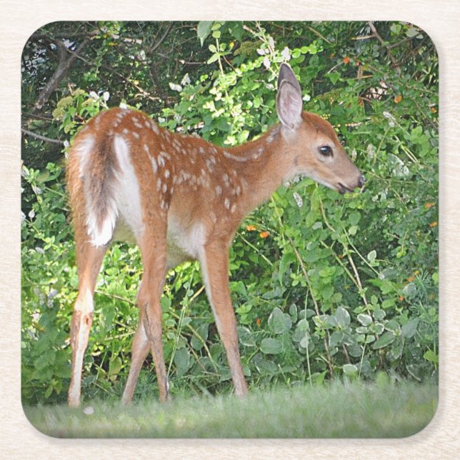 Posavasos Cuadrado De Papel Fawn Fiesta Coaster (Anverso)