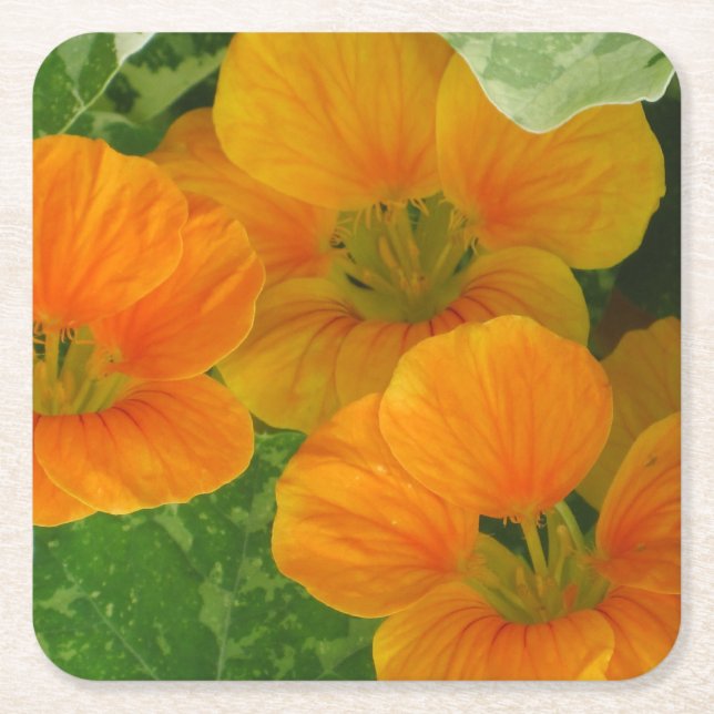 Posavasos Cuadrado De Papel Fiesta de Nasturtium (Anverso)