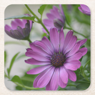 Posavasos Cuadrado De Papel Fiesta Purple Daisy