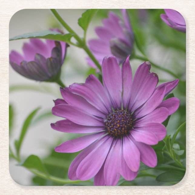 Posavasos Cuadrado De Papel Fiesta Purple Daisy (Anverso)