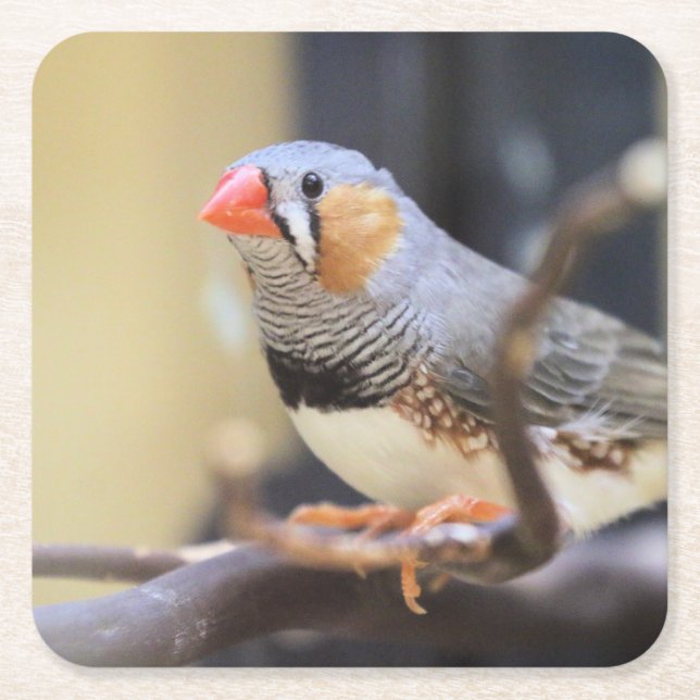 Posavasos Cuadrado De Papel Finch (Anverso)