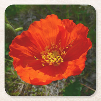 Posavasos Cuadrado De Papel Flor colorida de adormidera roja de Alaska