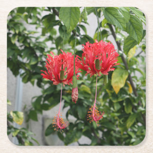 Posavasos Cuadrado De Papel Flor coralina franjada tropical del hibisco