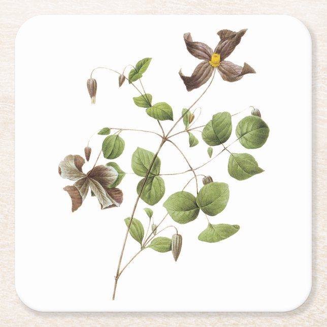 Posavasos Cuadrado De Papel Flor de cuero italiano (Clematis) de Redouté (Anverso)