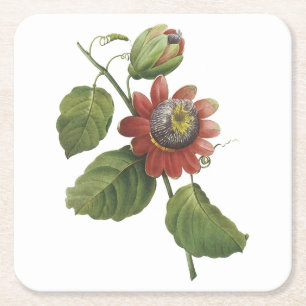 Posavasos Cuadrado De Papel Flor de pasión (Passiflora alata) por Redouté