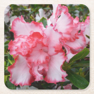 Posavasos Cuadrado De Papel Flor de primavera de Azaleas doble roja y blanca