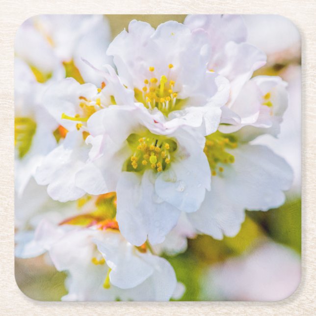 Posavasos Cuadrado De Papel Flor de Sakura (Anverso)