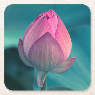 Posavasos Cuadrado De Papel Flor del lirio de agua de Lotus