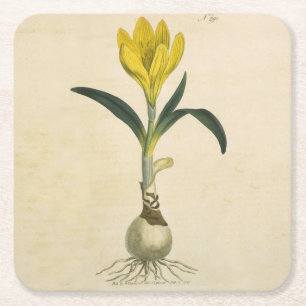 Posavasos Cuadrado De Papel Flor Jardín Botánico Amaryllis Tulip