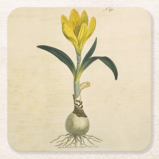 Posavasos Cuadrado De Papel Flor Jardín Botánico Amaryllis Tulip (Anverso)