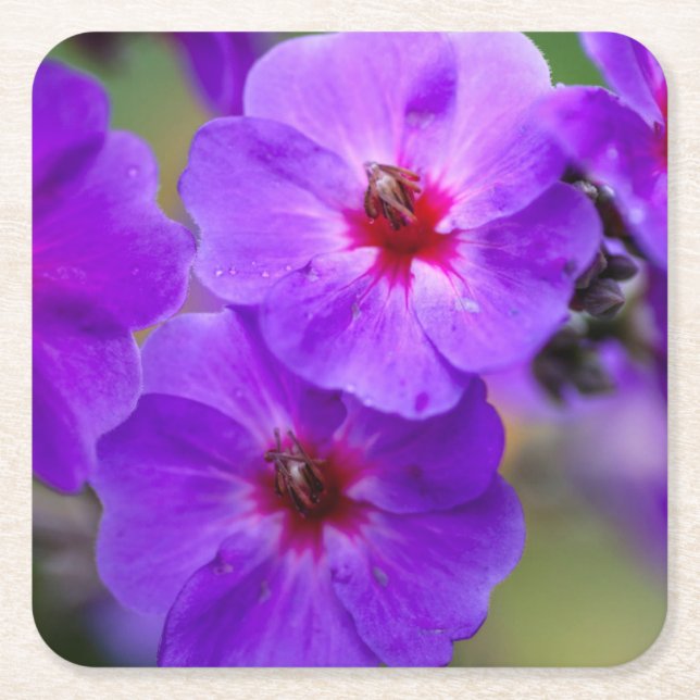 Posavasos Cuadrado De Papel Flor púrpura (Anverso)