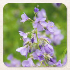 Posavasos Cuadrado De Papel Flores azules delgadas en un campo verde en primav