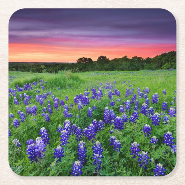 Posavasos Cuadrado De Papel Flores | Bluebonnets en Sunset Texas (Anverso)