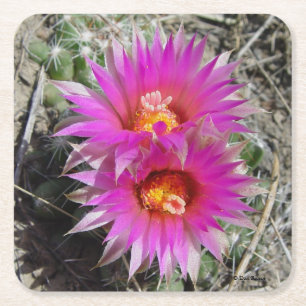 Posavasos Cuadrado De Papel Flores de Cactus de Bola F5