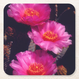 Posavasos Cuadrado De Papel Flores de Cactus de Cola de Castor 2