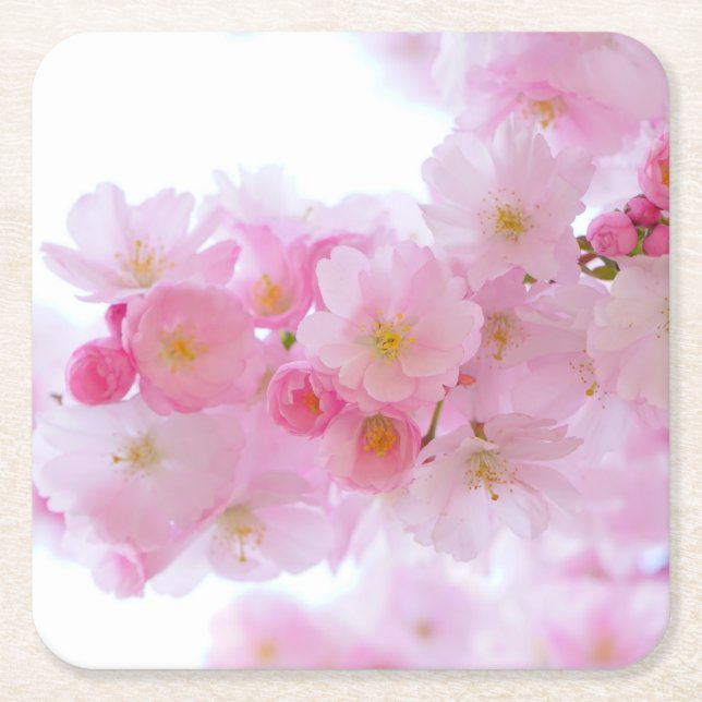 Posavasos Cuadrado De Papel Flores de cerezo rosa pálido (Anverso)