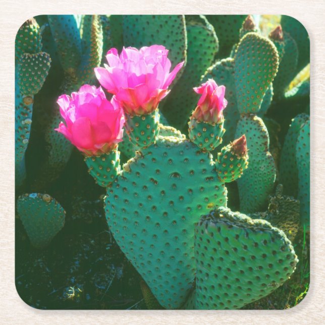 Posavasos Cuadrado De Papel Flores de Opuntia basilaris (Anverso)