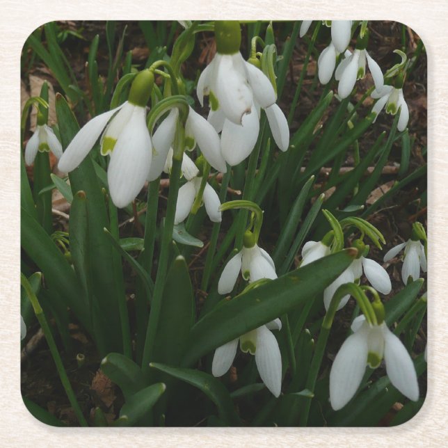 Posavasos Cuadrado De Papel Flores de Primavera Blanca (Galanthus) (Anverso)