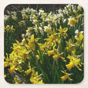 Posavasos Cuadrado De Papel Flores de primavera de los Daffodils amarillos y b