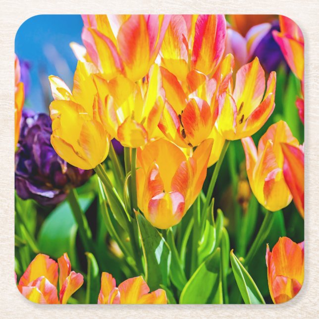 Posavasos Cuadrado De Papel Flores de Tulipán - Florecen (Anverso)