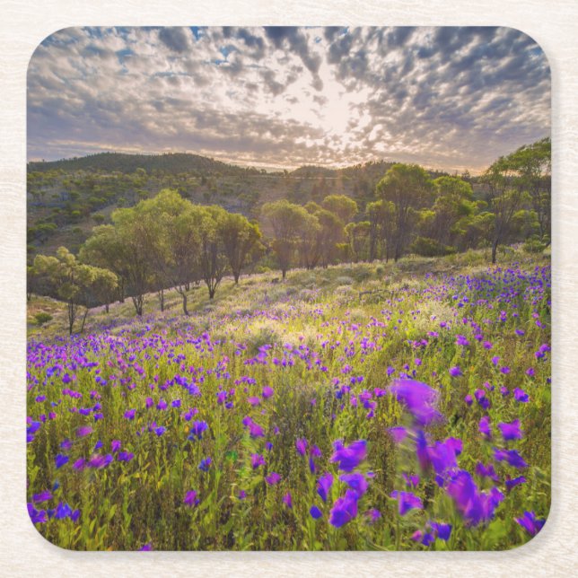 Posavasos Cuadrado De Papel Flores | Flinders Ranges Australia (Anverso)