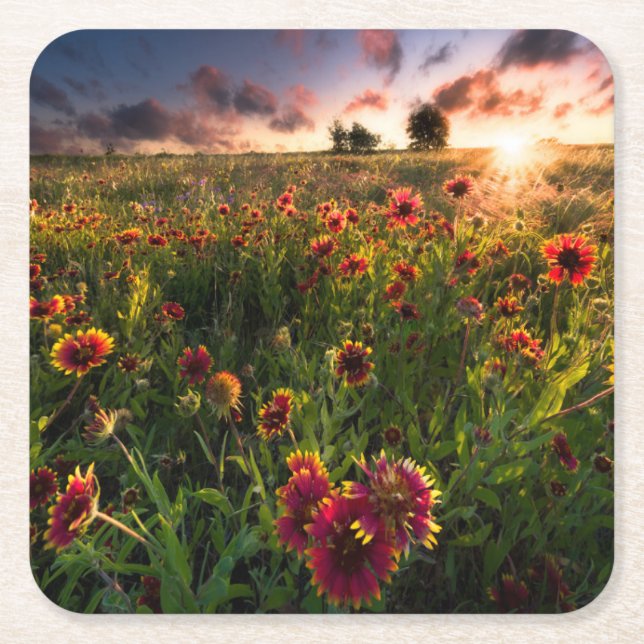 Posavasos Cuadrado De Papel Flores | Indio Blanket Wildflower Texas (Anverso)