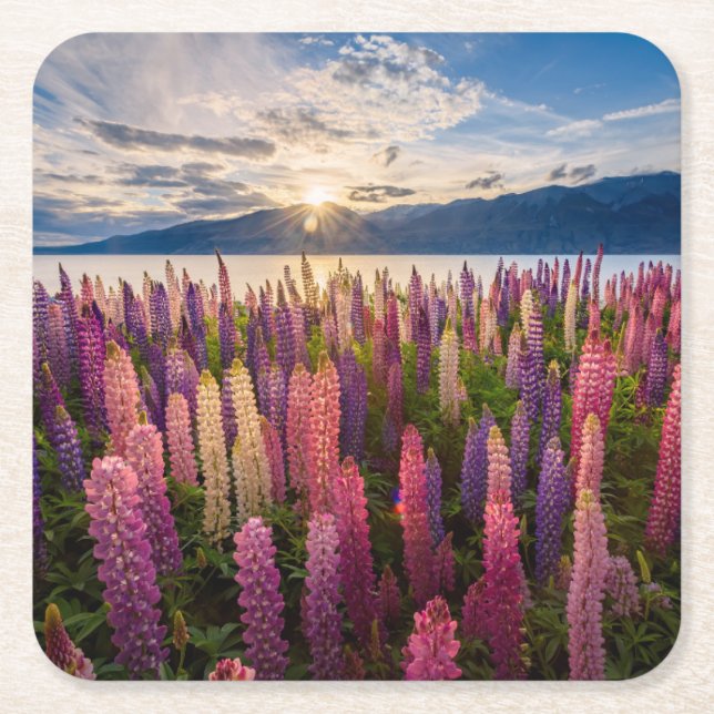 Posavasos Cuadrado De Papel Flores | Lupines New Zealand (Anverso)