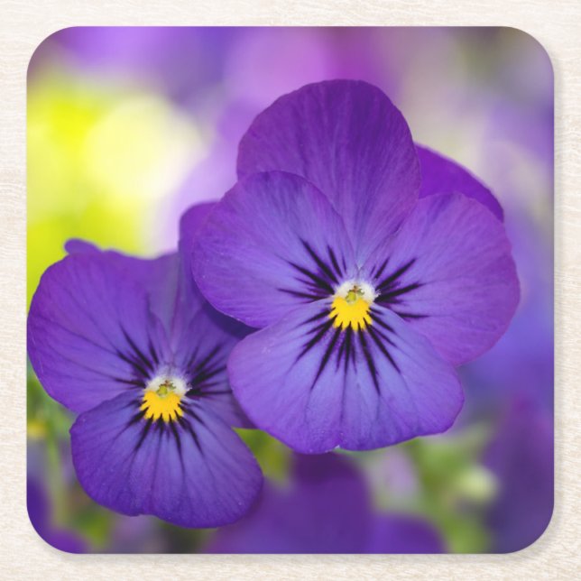 Posavasos Cuadrado De Papel Flores | Pansies morados (Anverso)