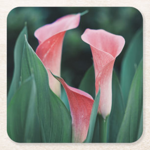Posavasos Cuadrado De Papel Flores rosas Calla Lilies