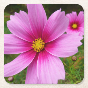 Posavasos Cuadrado De Papel Flores silvestres cosmos rosas