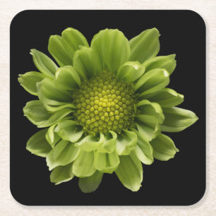 Posavasos Cuadrado De Papel Flowers   Green Chrysanthemum